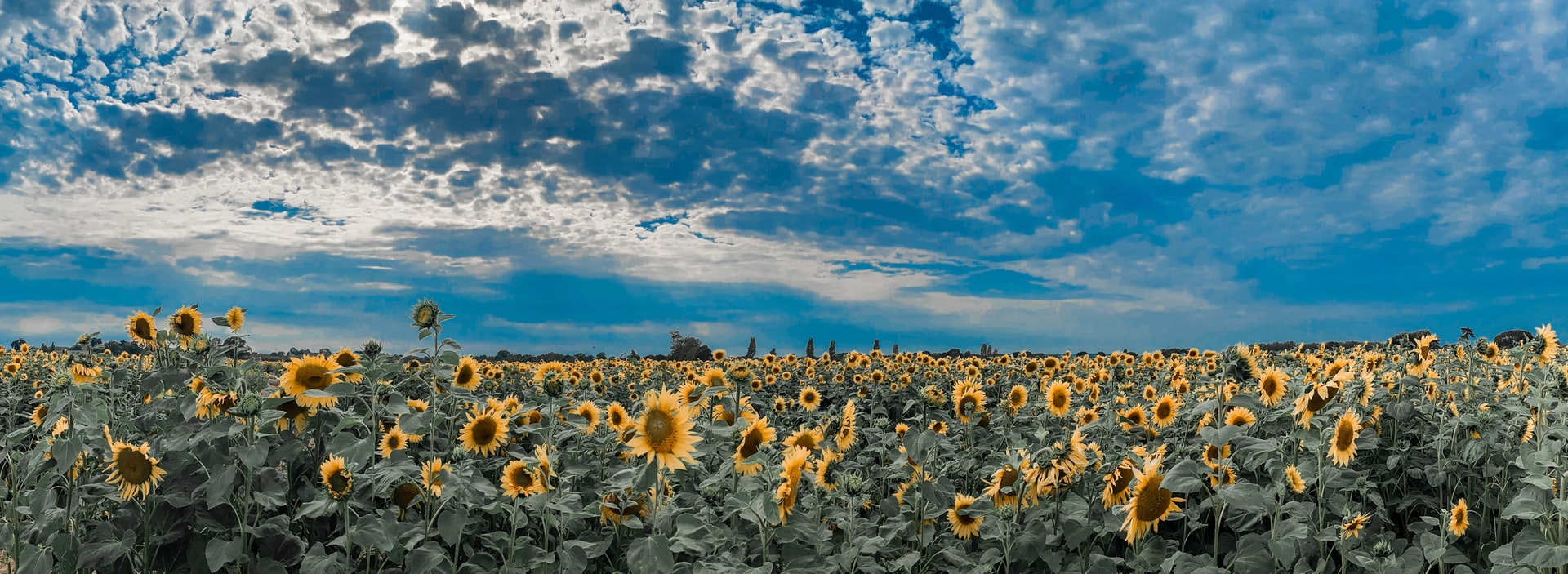 Zonnenbloemen